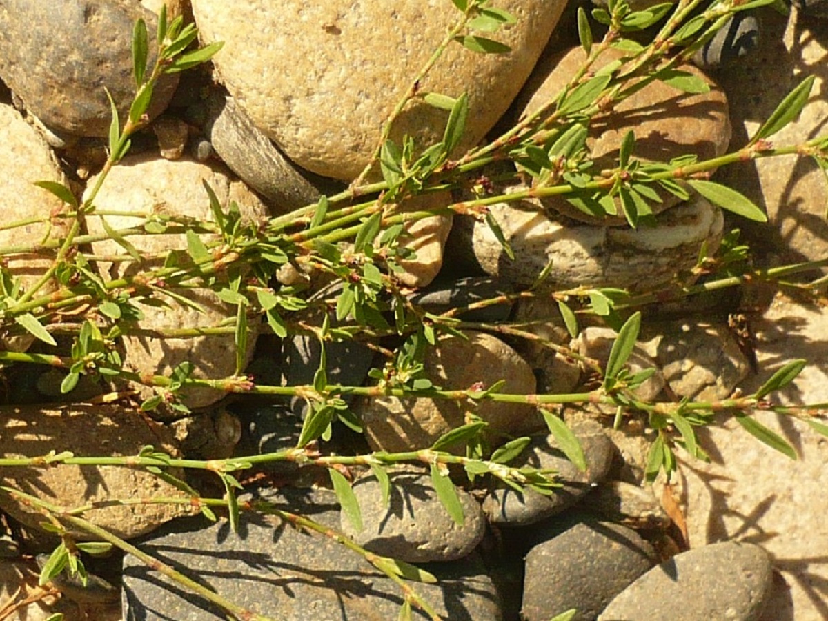 Polygonum aviculare subsp. depressum (Polygonaceae)